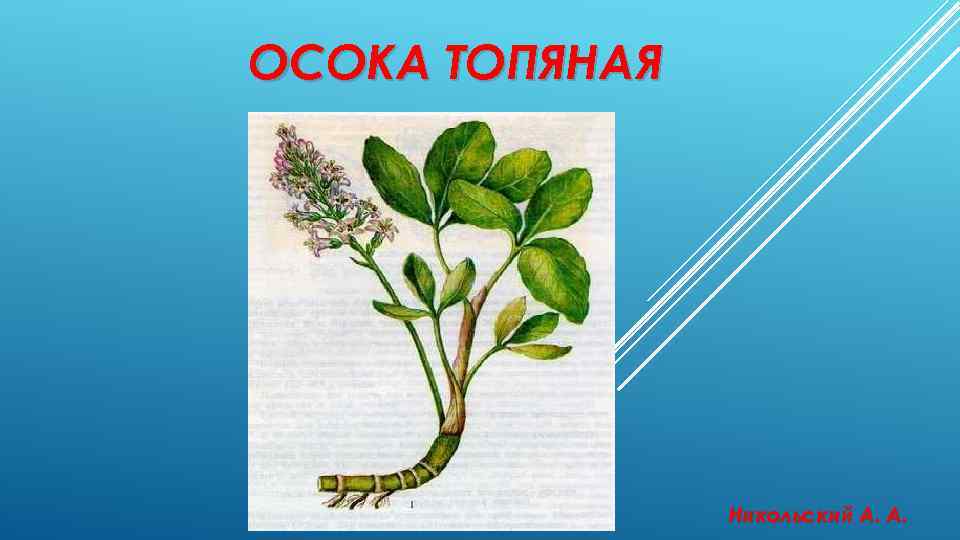 ОСОКА ТОПЯНАЯ Никольский А. А. 