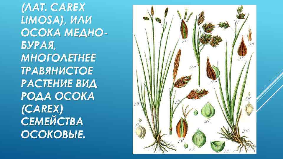 (ЛАТ. CAREX LIMOSA), ИЛИ ОСОКА МЕДНОБУРАЯ, МНОГОЛЕТНЕЕ ТРАВЯНИСТОЕ РАСТЕНИЕ ВИД РОДА ОСОКА (CAREX) СЕМЕЙСТВА