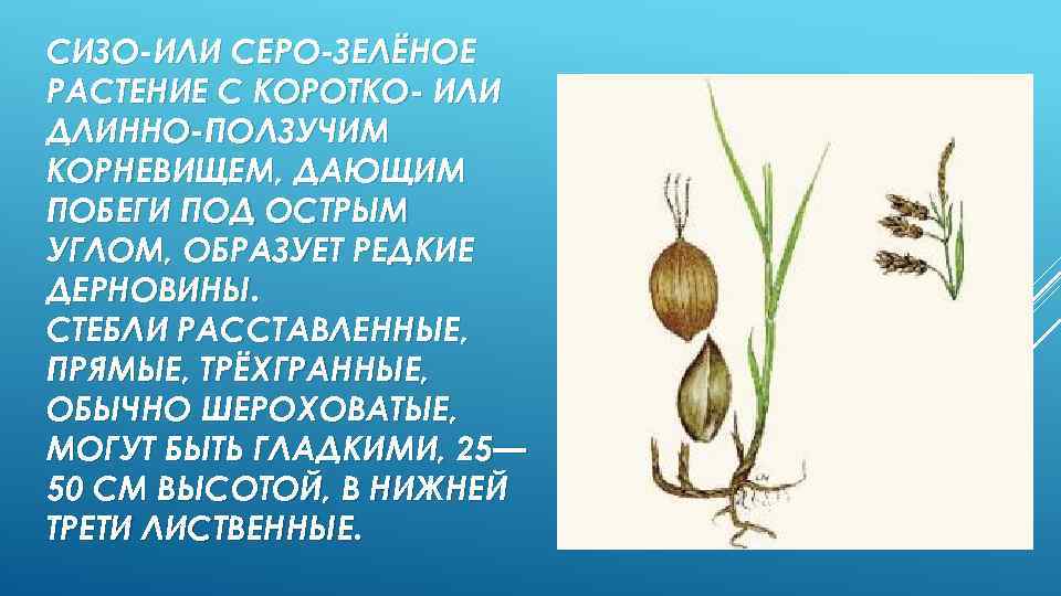 СИЗО-ИЛИ СЕРО-ЗЕЛЁНОЕ РАСТЕНИЕ С КОРОТКО- ИЛИ ДЛИННО-ПОЛЗУЧИМ КОРНЕВИЩЕМ, ДАЮЩИМ ПОБЕГИ ПОД ОСТРЫМ УГЛОМ, ОБРАЗУЕТ