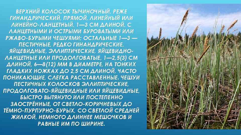 ВЕРХНИЙ КОЛОСОК ТЫЧИНОЧНЫЙ, РЕЖЕ ГИНАНДРИЧЕСКИЙ, ПРЯМОЙ, ЛИНЕЙНЫЙ ИЛИ ЛИНЕЙНО-ЛАНЦЕТНЫЙ, 1— 3 СМ ДЛИНОЙ, С