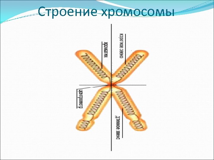 Строение хромосомы 