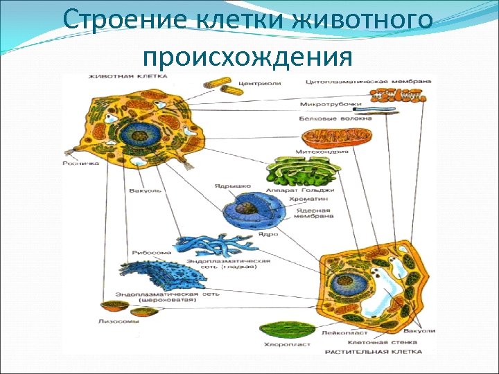 Строение клетки животного происхождения 