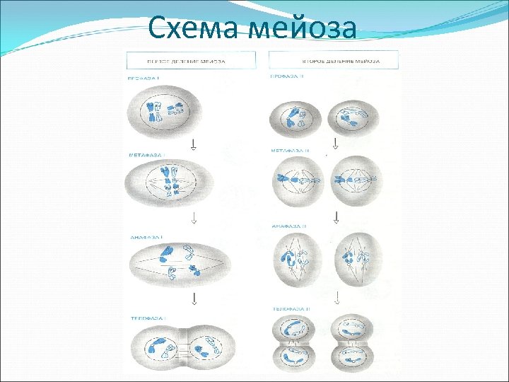 Мейоз стадии