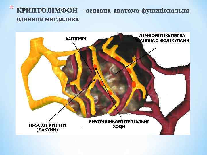 * КАПІЛЯРИ ПРОСВІТ КРИПТИ (ЛАКУНИ) ЛІМФОРЕТИКУЛЯРНА ТКАНИНА З ФОЛІКУЛАМИ ВНУТРІШНЬОЕПІТЕЛІАЛЬНІ ХОДИ 