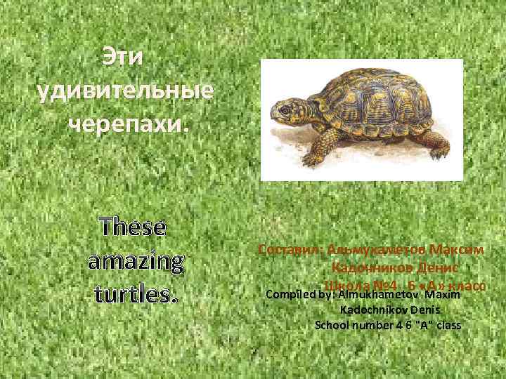 Эти удивительные черепахи. These amazing turtles. Составил: Альмухаметов Максим Кадочников Денис Школа № 4