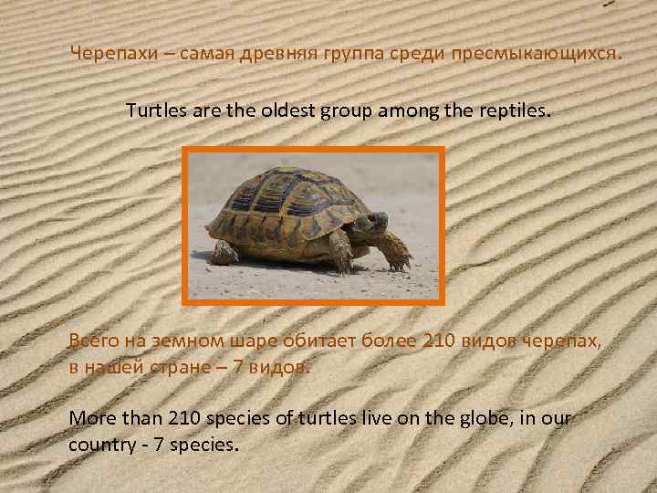 Черепахи – самая древняя группа среди пресмыкающихся. Turtles are the oldest group among the