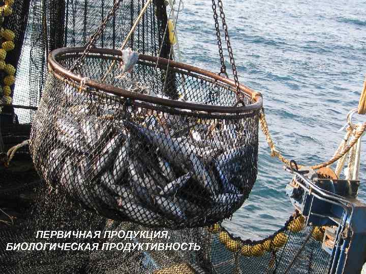 ПЕРВИЧНАЯ ПРОДУКЦИЯ, БИОЛОГИЧЕСКАЯ ПРОДУКТИВНОСТЬ 
