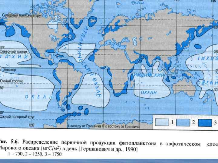 Биомасса фитопланктона в теплых морях больше. Карта биомассы мирового океана. Биопродуктивность мирового океана. Продуктивность океана карта.