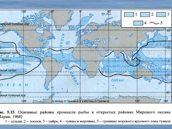 БИОЛОГИЧЕСКАЯ ПРОДУКТИВНОСТЬ 1. По способу питания морских обитателей подразделяют на пять основных типов: растительноядные