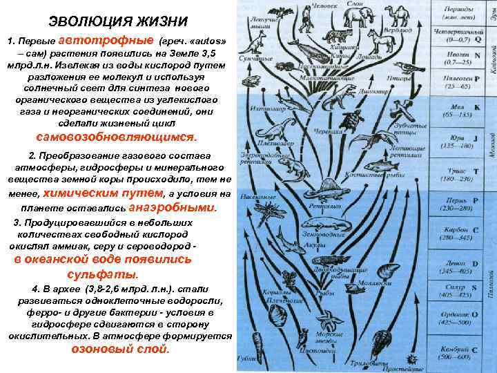 ЭВОЛЮЦИЯ ЖИЗНИ 1. Первые автотрофные (греч. «autos» – сам) растения появились на Земле 3,
