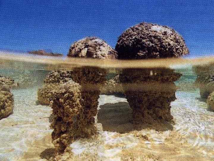 ГЕОЛОГИЧЕСКАЯ ШКАЛА ЖИЗНИ 1. В протерозое (3 -1 млрд. л. н. ) вблизи скоплений