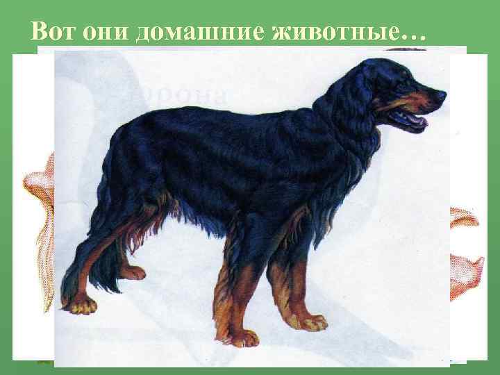 Вот они домашние животные… 