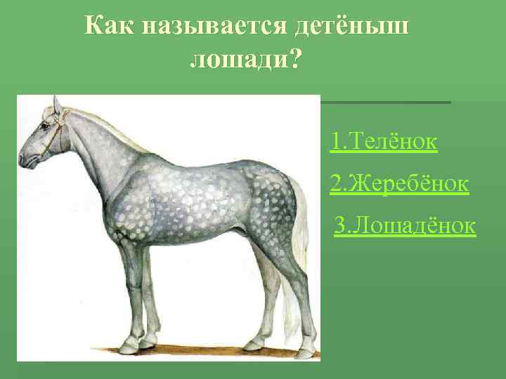 Как называется детёныш лошади? 1. Телёнок 2. Жеребёнок 3. Лошадёнок 