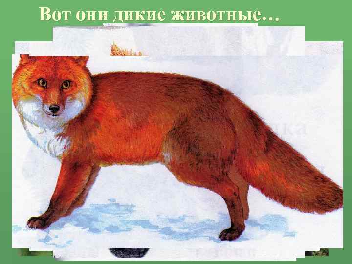 Вот они дикие животные… 