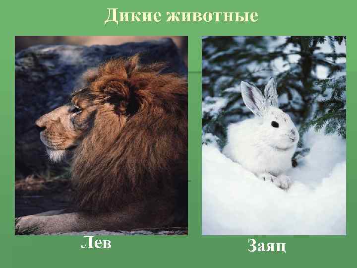 Дикие животные Лев Заяц 