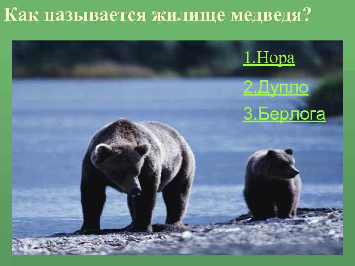 Как называется жилище медведя? 1. Нора 2. Дупло 3. Берлога 