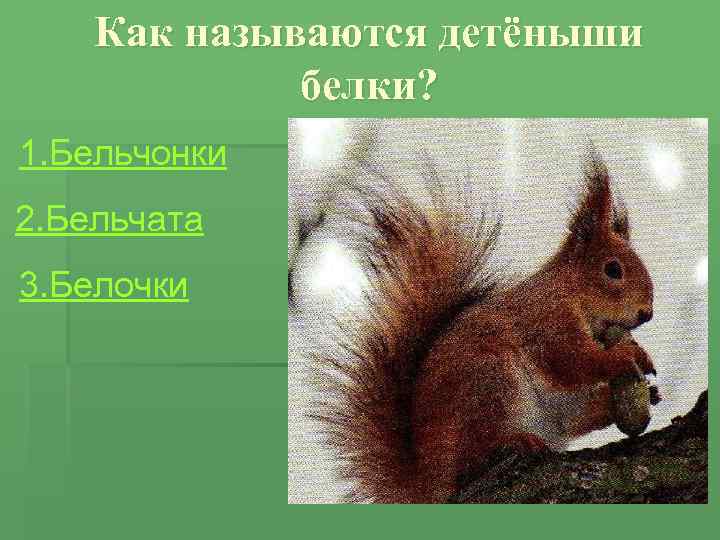 Как называются детёныши белки? 1. Бельчонки 2. Бельчата 3. Белочки 