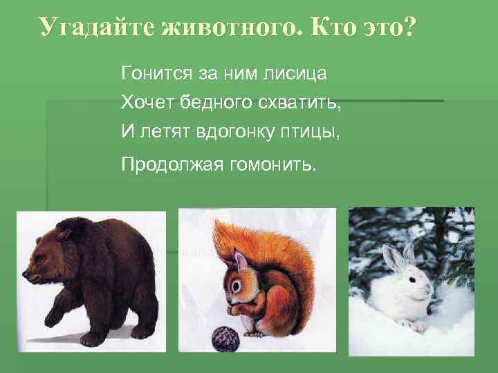 Угадайте животного. Кто это? Гонится за ним лисица Хочет бедного схватить, И летят вдогонку