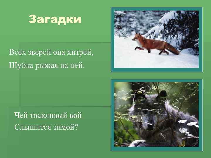 Загадки Всех зверей она хитрей, Шубка рыжая на ней. Чей тоскливый вой Слышится зимой?