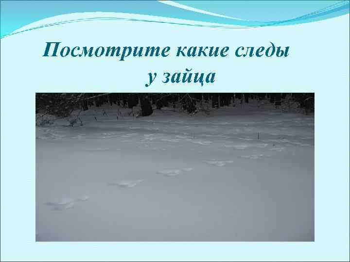 Посмотрите какие следы у зайца 