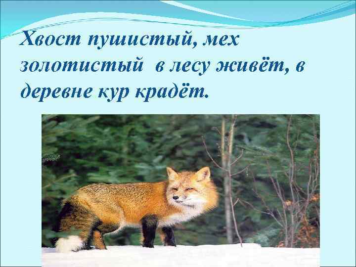 Хвост пушистый, мех золотистый в лесу живёт, в деревне кур крадёт. 