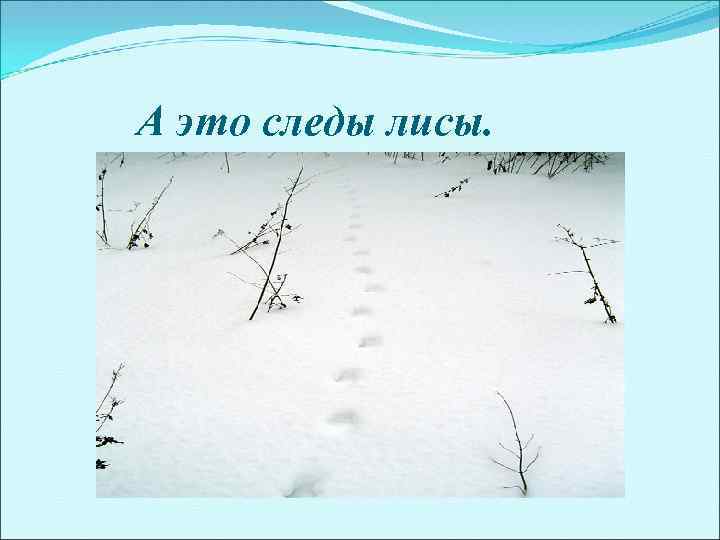 А это следы лисы. 