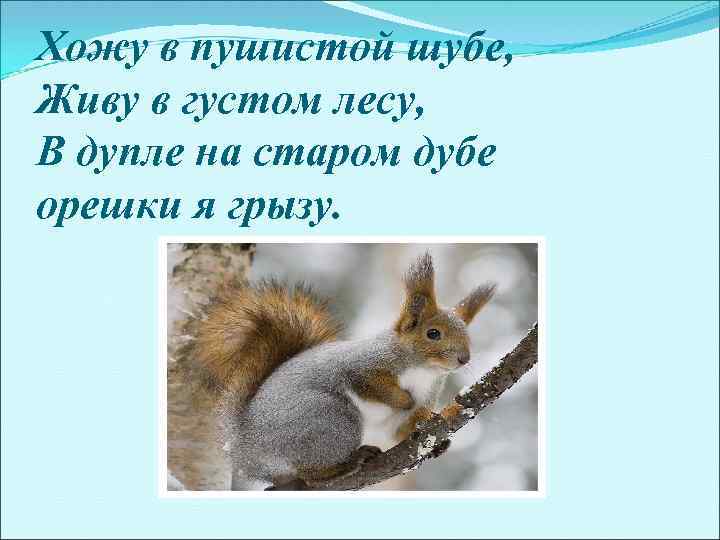 Хожу в пушистой шубе, Живу в густом лесу, В дупле на старом дубе орешки