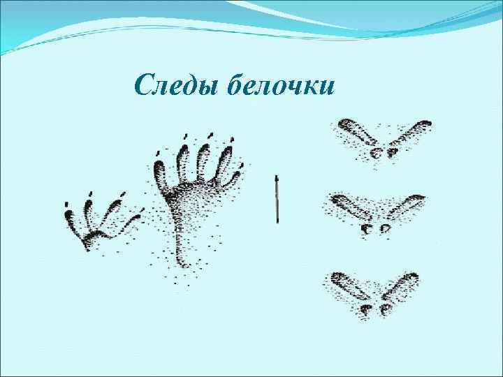 Следы белочки 