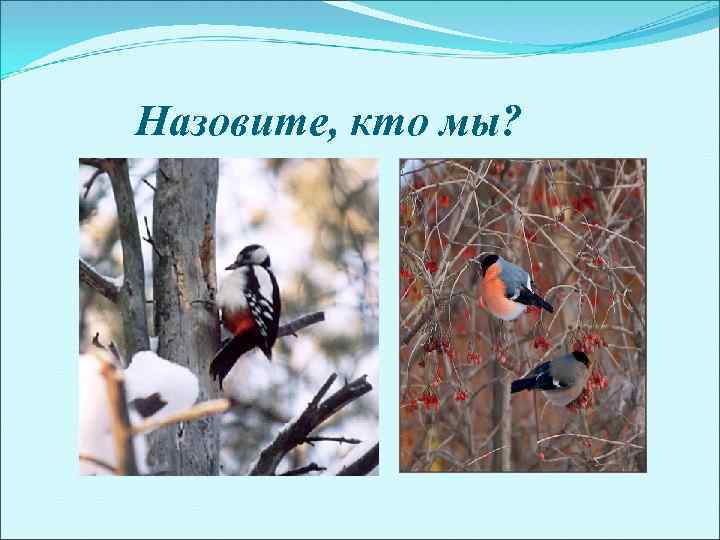 Назовите, кто мы? 