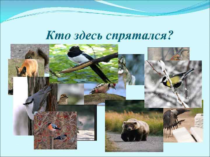 Кто здесь спрятался? 