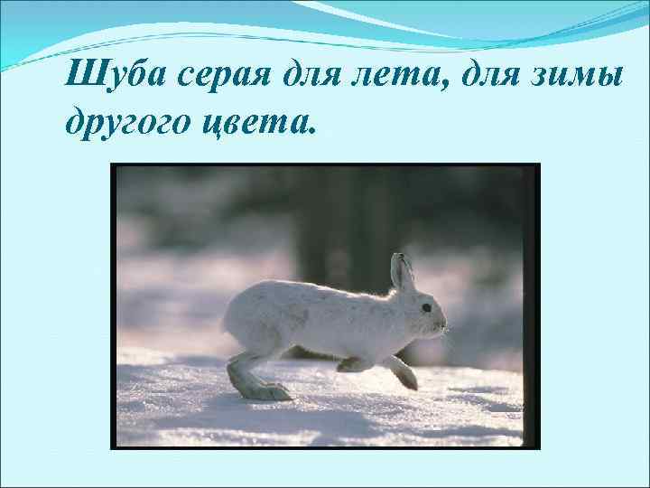 Шуба серая для лета, для зимы другого цвета. 