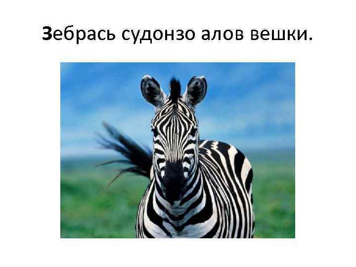 Зебрась судонзо алов вешки. 