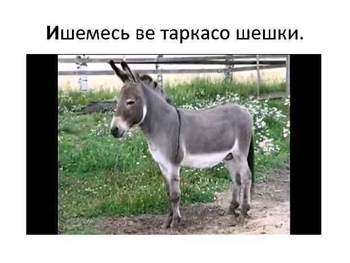 Ишемесь ве таркасо шешки. 