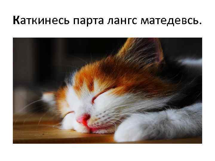 Каткинесь парта лангс матедевсь. 