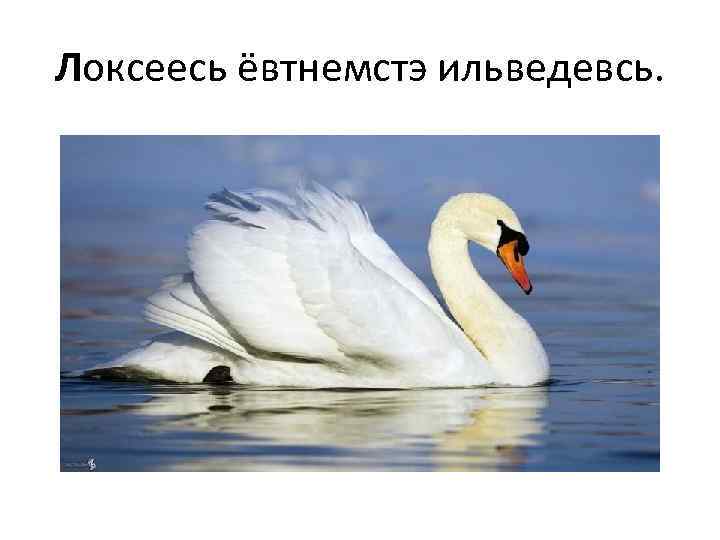 Локсеесь ёвтнемстэ ильведевсь. 