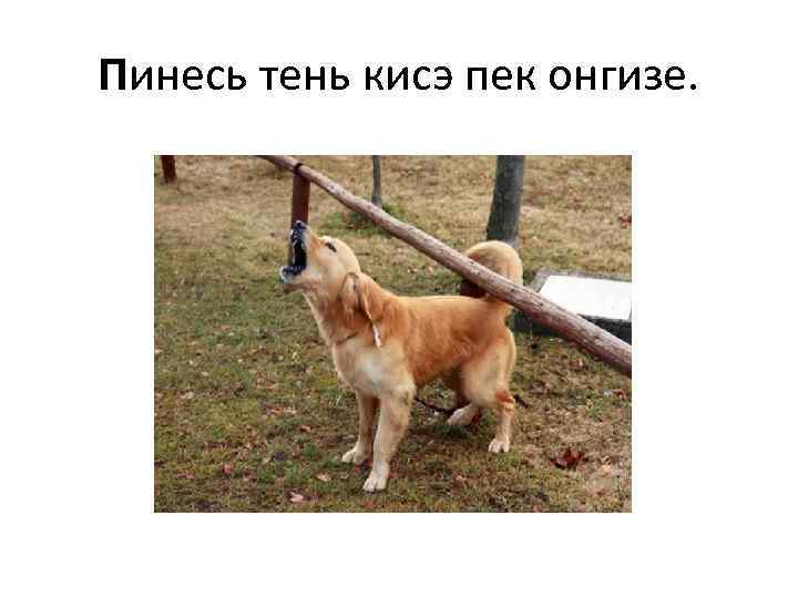 Пинесь тень кисэ пек онгизе. 