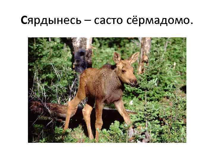 Сярдынесь – састо сёрмадомо. 