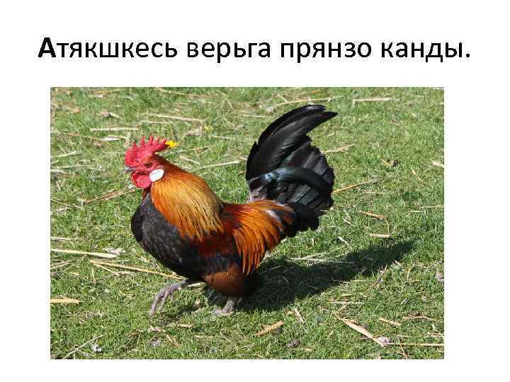 Атякшкесь верьга прянзо канды. 