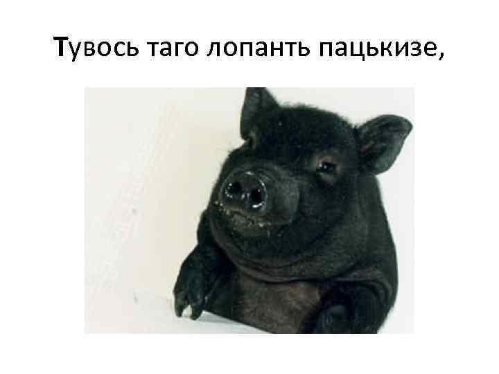 Тувось таго лопанть пацькизе, 