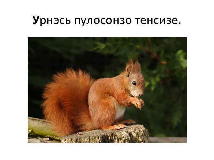 Урнэсь пулосонзо тенсизе. 