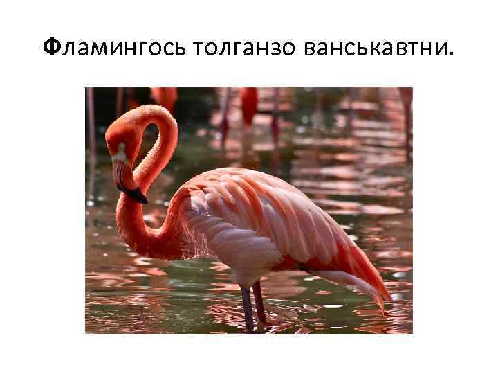 Фламингось толганзо ванськавтни. 