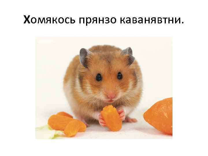 Хомякось прянзо каванявтни. 