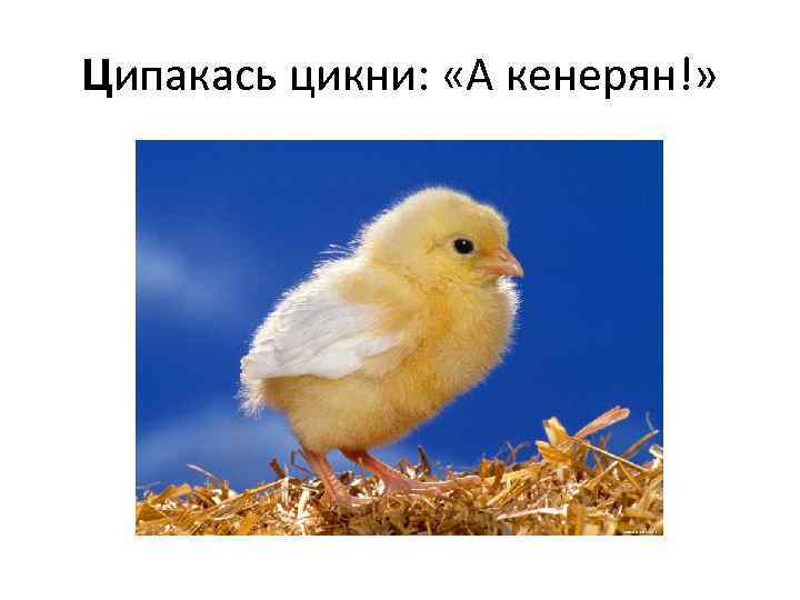 Ципакась цикни: «А кенерян!» 