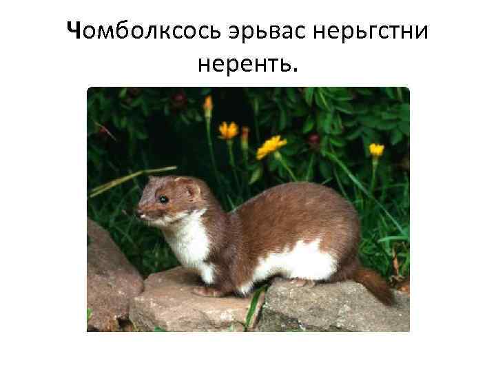 Чомболксось эрьвас нерьгстни неренть. 