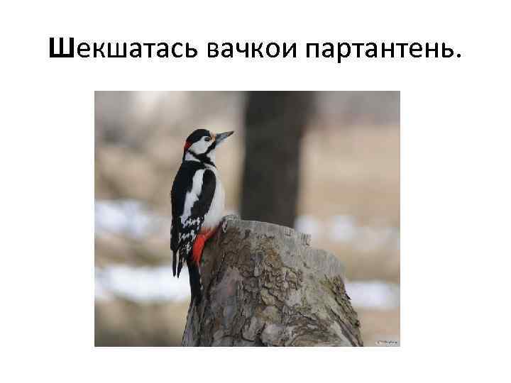 Шекшатась вачкои партантень. 