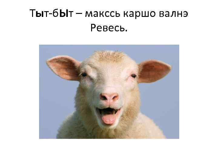 Тыт-б. Ыт – макссь каршо валнэ Ревесь. 