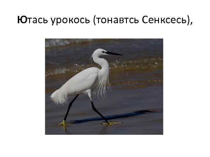 Ютась урокось (тонавтсь Сенксесь), 