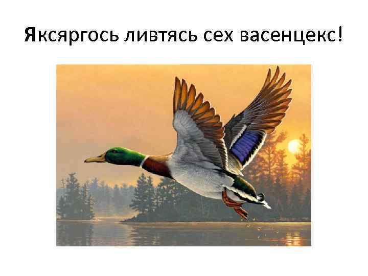 Яксяргось ливтясь сех васенцекс! 