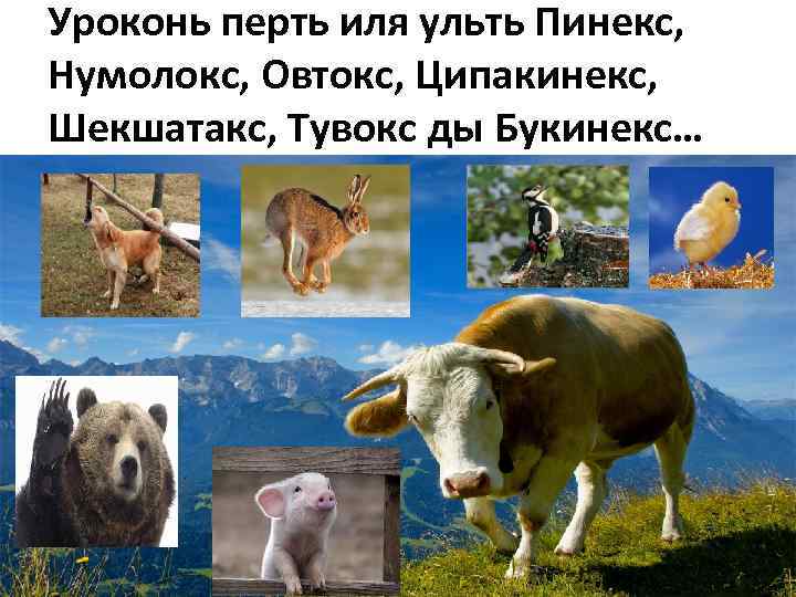 Уроконь перть иля ульть Пинекс, Нумолокс, Овтокс, Ципакинекс, Шекшатакс, Тувокс ды Букинекс… 