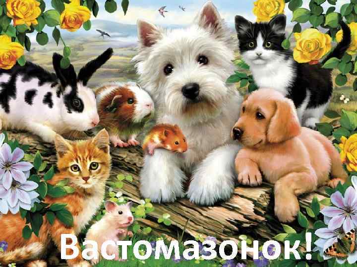 Вастомазонок! 